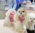 Paris Dress – Luxury Dog Dress