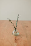 Preserved Small Stems