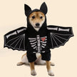 BatDog Halloween Costume | Dog Costume with Hat