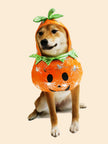 Pumpkin Dog Costume | Halloween Dog Costume