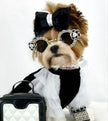 Coco Dress & Bow Set | Designer Dog Dress & Matching Bow