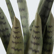 Dezi Artificial Snake Sansevieria Dark Green Potted Plant 21''