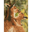 DIAMOND DOTZ - Kissing Kangas
