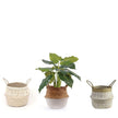Dora Artificial Alocasia Potted Plant 28