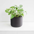 Pine Planter