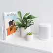 Pine Planter