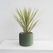 Pine Planter