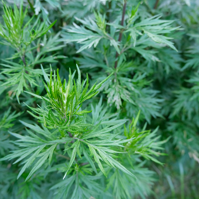 DREAM PLANTS OF KING SOLOMON // sleep tonic