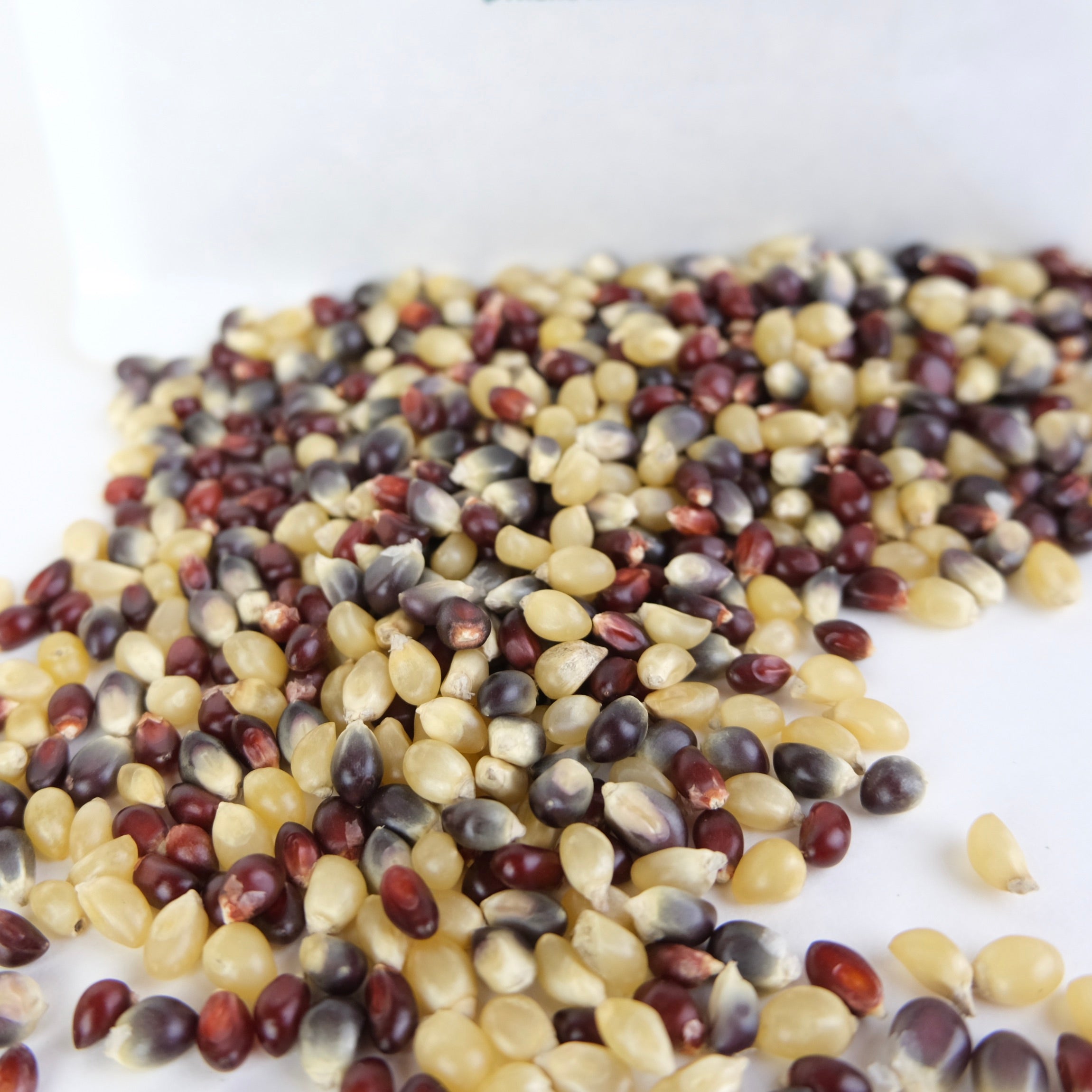 AMISH COUNTRY POPPING CORN