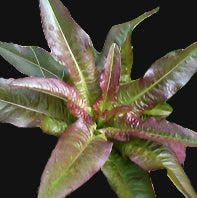 Devil's Ear Lettuce