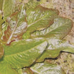 Devil's Ear Lettuce