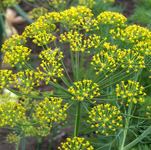 Dill