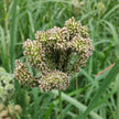 Dragon's Claw Millet