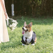 Dog Wedding Tuxedo Suit | Formal Outfit