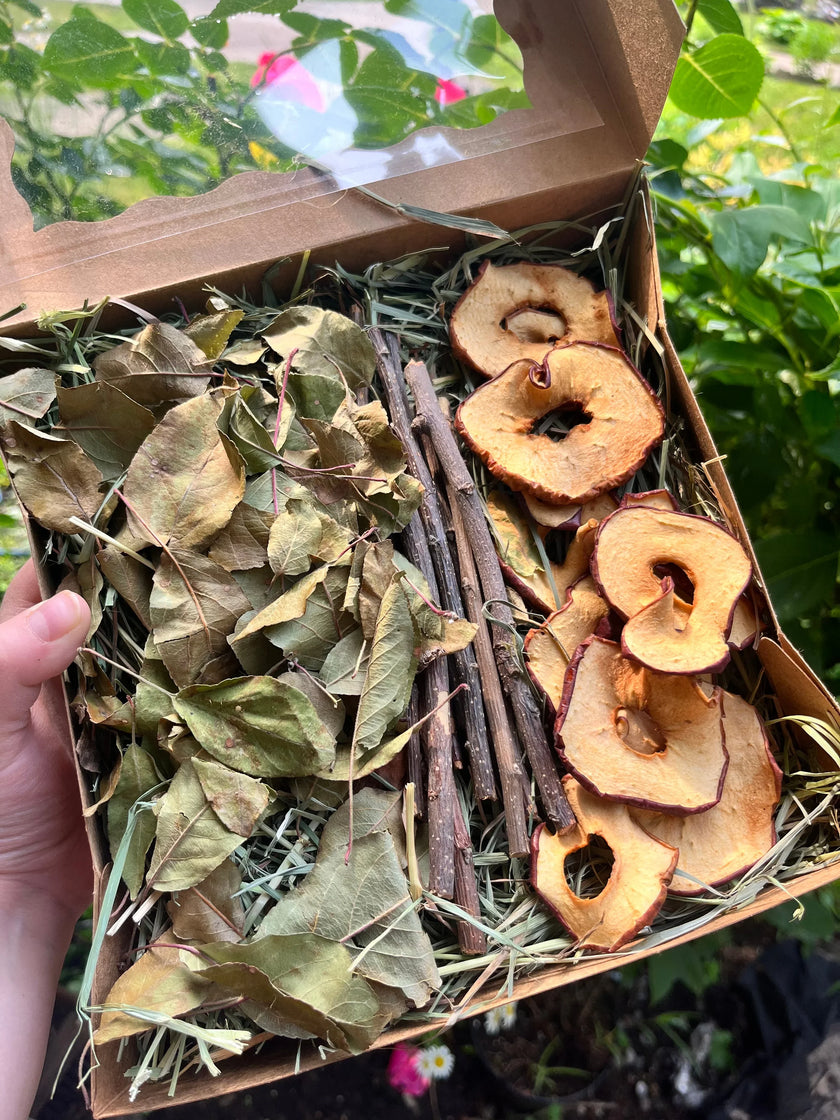 Boîte de cueillette de fruits sauvages dans un verger de pommiers
