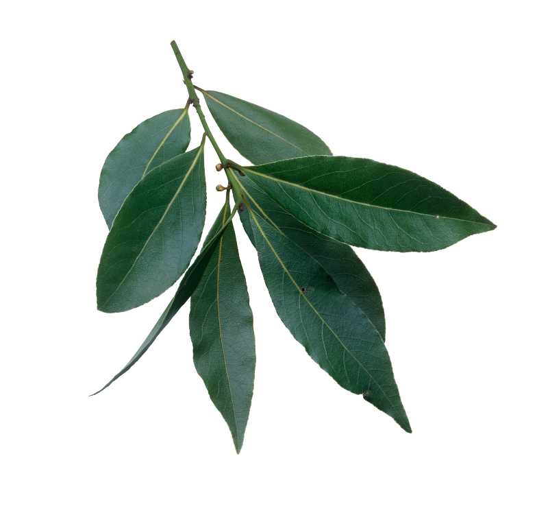 Essential Oil - Bay Laurel (Laurus Nobilis)