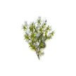 Essential Oil - Cajeput (Melaleuca Cajeputi)