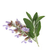 Essential Oil - Clary Sage (Salvia Sclarea L)