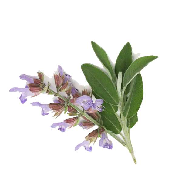 Essential Oil - Clary Sage (Salvia Sclarea L)