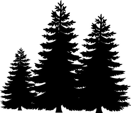 Essential Oil - Cypress (Cupressus Sempervirens L)