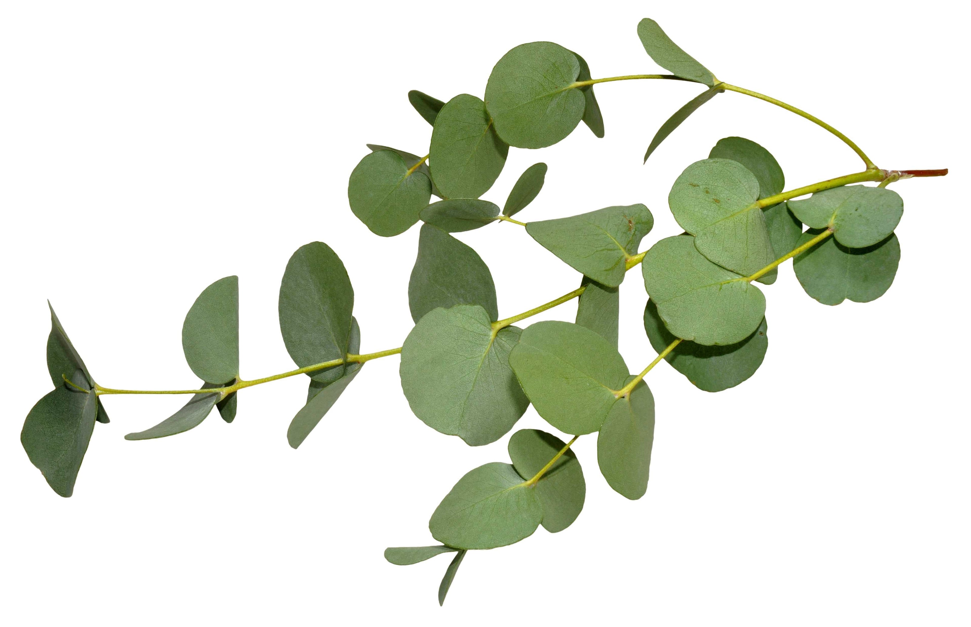 Essential Oil - Eucalyptus Dives (Eucalyptus Dives)