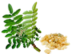 Essential Oil - Frankincense (Boswellia Serrata)