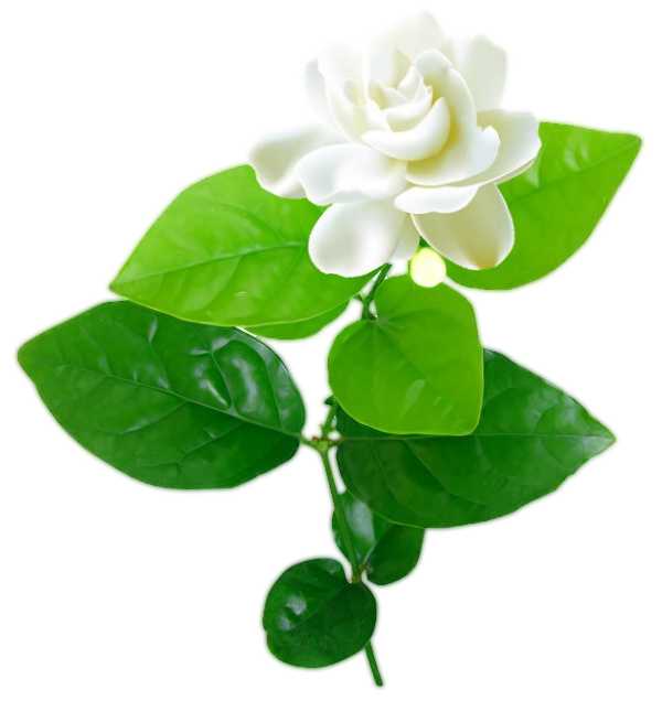 Essential Oil - Gardenia Absolute (Gardenia Jasminoides)