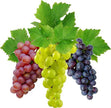 Essential Oil - Grape (Vitis Vinifera)