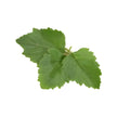 Essential Oil - Patchouli (Pogostemon Cablin)