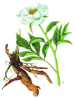 Essential Oil - Peony Root Liquid Extract (Paeonia Lactiflora)
