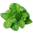 Essential Oil - Peppermint (Mentha Arvensis)