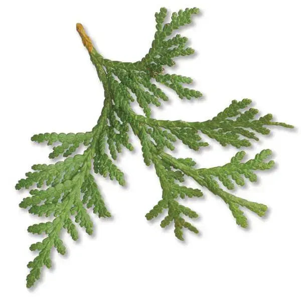 Essential Oil - Thuja Canada (Thuja Occidentalis)