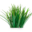 Essential Oil - Vetiver (Vetiveria Zizanoides)