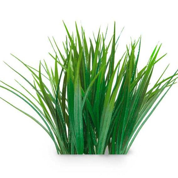 Essential Oil - Vetiver (Vetiveria Zizanoides)