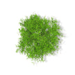 Essential Oil - Camphor (Cinnamomum Camphora)
