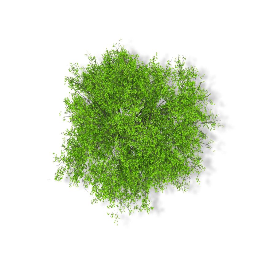 Essential Oil - Camphor (Cinnamomum Camphora)