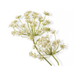 Essential Oil - Carrot Seeds (Daucus Carota)