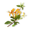 Essential Oil - Honeysuckle Absolute (Lonicera Caprifulium)