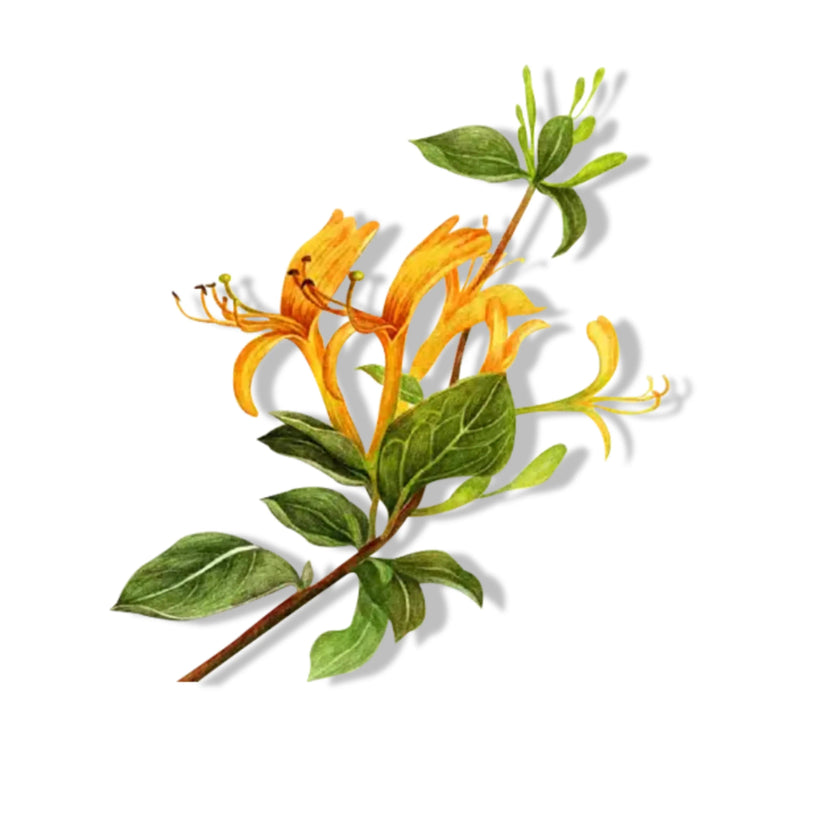 Essential Oil - Honeysuckle Absolute (Lonicera Caprifulium)