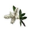 Essential Oil - Niaouli (Melaleuca Quinquenervia)