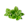 Essential Oil - Oregano (Origanum Vulgare)