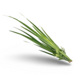 Essential Oil - Palmarosa (Cymbopogon Martinii Var Motia)