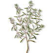 Essential Oil - Savory Winter (Satureja Montana)