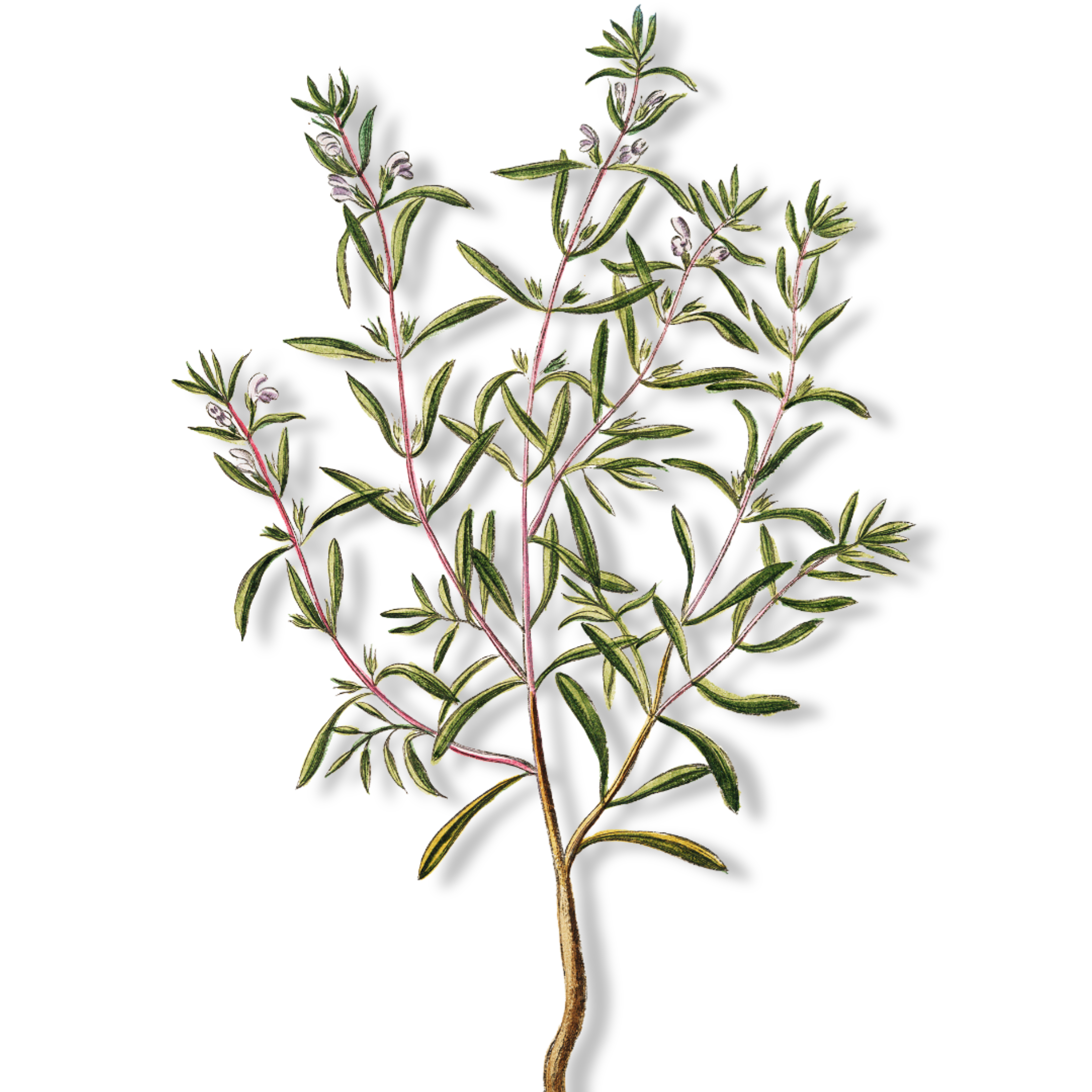 Essential Oil - Savory Winter (Satureja Montana)