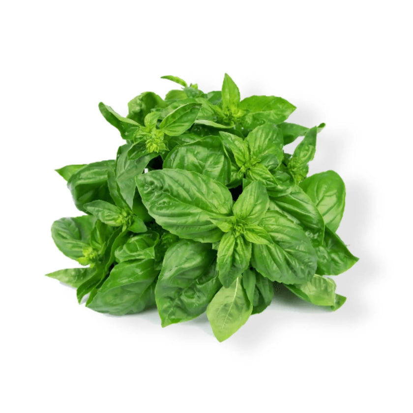 Essential Oil - Sweet Marjoram (Origanum Marjorana)
