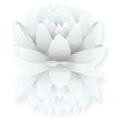 Essential Oil - White Lotus Absolute (Nelumbo Nucifera)