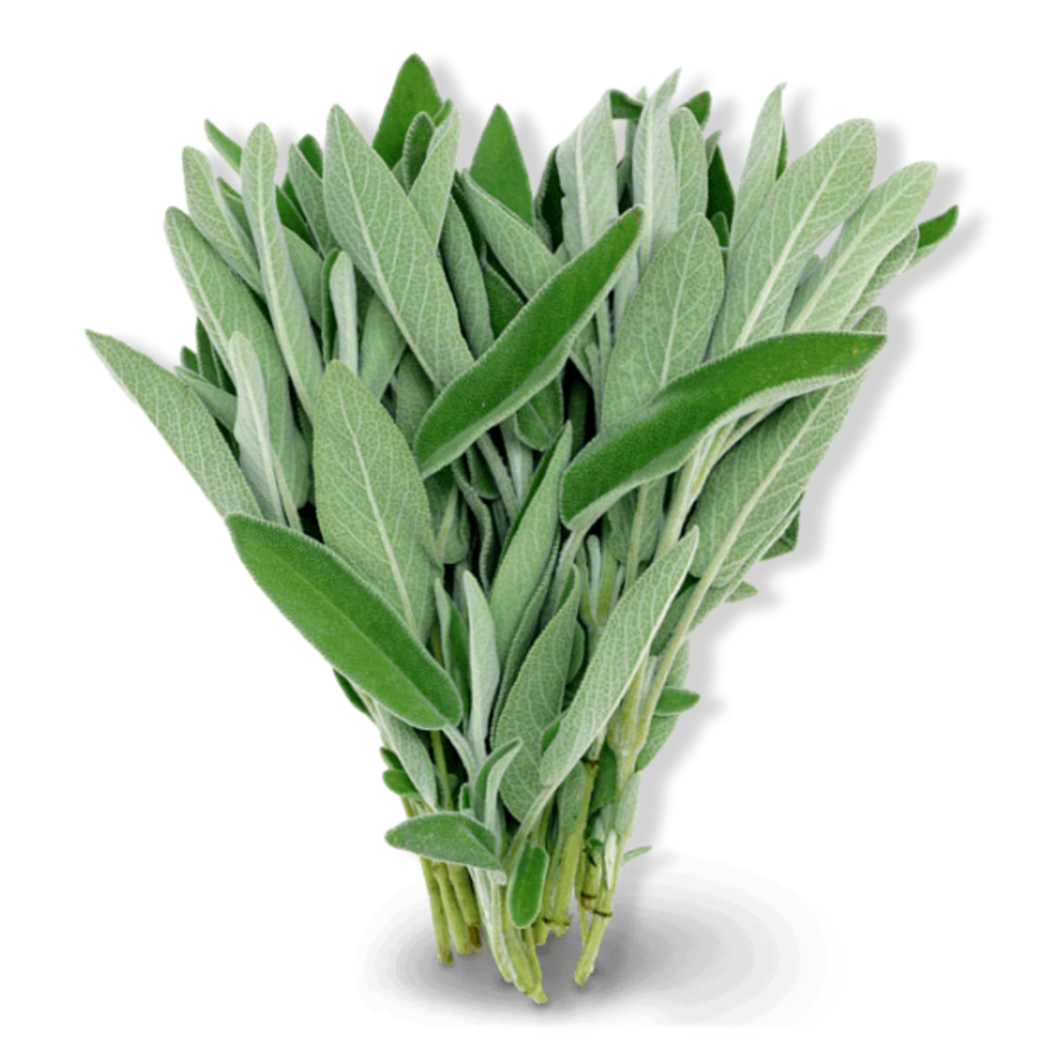 Essential Oil - White Sage (Salvia Apiana)