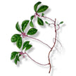Essential Oil - Wintergreen (Gaultheria Procumbens)