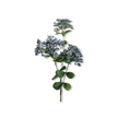Essential Oil - Blue Yarrow (Achillea Millefolium)