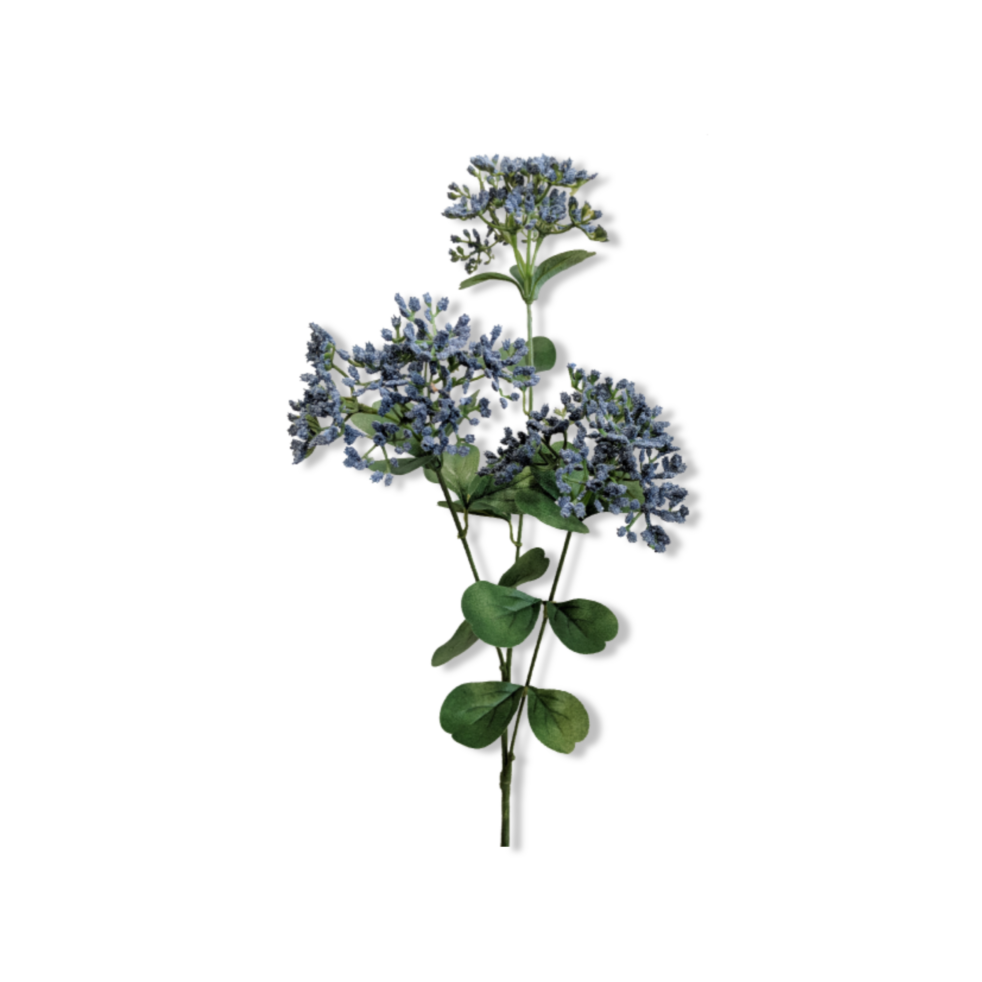 Essential Oil - Blue Yarrow (Achillea Millefolium)